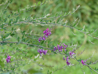2022-09-02 Lespedeza thunbergii.jpg
