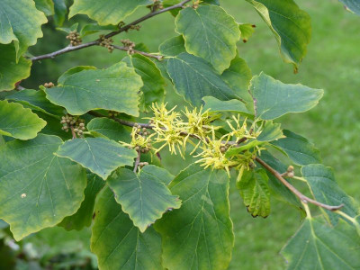 2022-09-02 Hamamelis virginiana 'Mohonk Red' 1.jpg