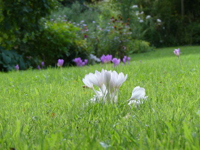 2022-09-02 Gartenimpressionen 3.jpg