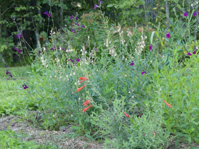 2022-09-02 Gartenimpressionen 1.jpg