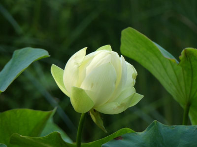 2022-09-02 Nelumbo 1.jpg