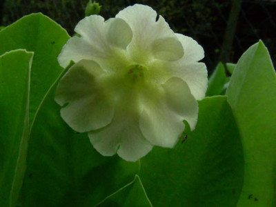 Creme_DSCN1977.JPG