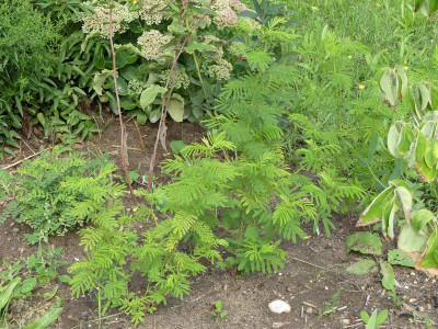2022-08-28 Desmanthus illinoensis.jpg