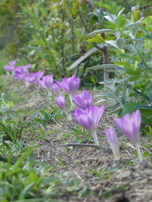 2022-09-02 Colchicum cilicicum 'Purpureum' 1.jpg