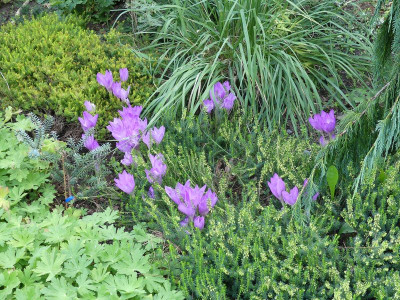 2022-09-02 Colchicum 'Apollo'.jpg
