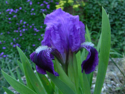 Iris_MDB_Cyanea__besser_DSCN2249.JPG