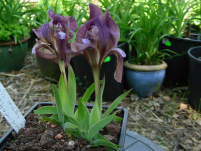 Iris_mellita_Atropurpurea_DSCN2234.JPG