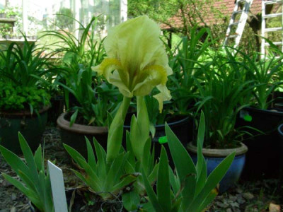 Irs_reichenbachii_Gelb_DSCN2240.JPG