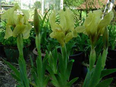 Iris_lutescens_DSCN2244.JPG