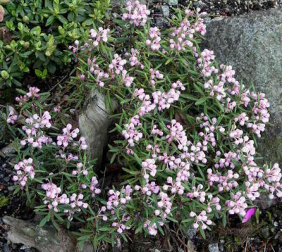 Andromeda_polyfolia_nana_04.05.08.JPG