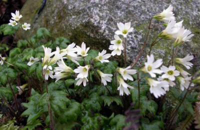 Primula_takedana_04.05.08.JPG