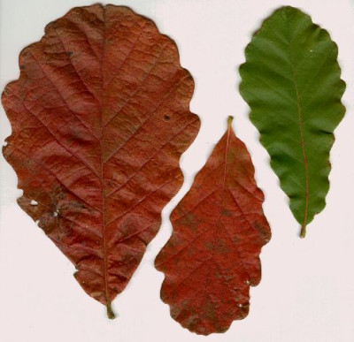 Quercus_fabri_Herbstlaub.jpg
