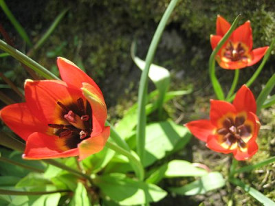T._hageri_Splendens__93961.jpg