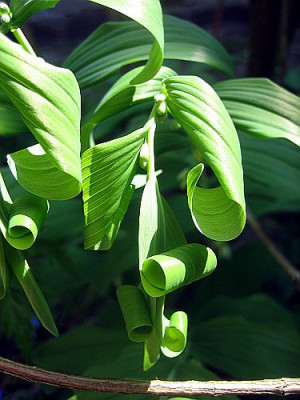 Polygonatum_multiflorum_93931.jpg
