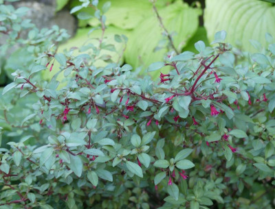 2022-09-03 Fuchsia microphylla.jpg