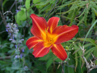 2022-09-03 Hemerocallis 'Shining Plumage'.jpg