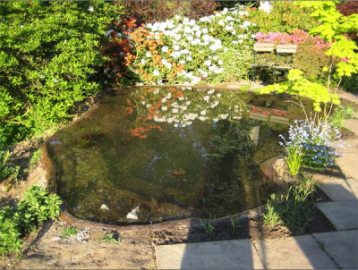 teich_5_5_08.jpg