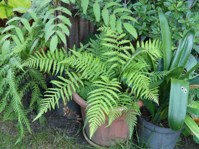 2022-09-03 Dicksonia antarctica.jpg
