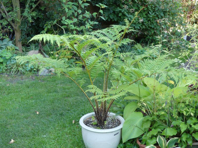 2022-09-03 Cyathea cooperi.jpg