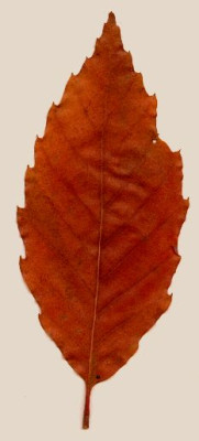Quercus_glandulifera.jpg