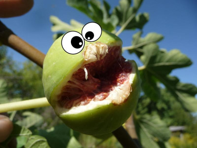 Feigenmonster.jpg