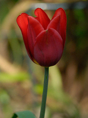 tulpe-artus.jpg