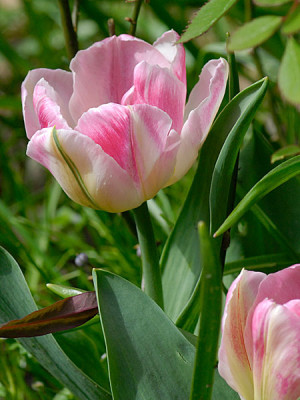 tulipa-Rosamunde-Huykman.jpg