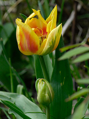 tulipa-unbekannte-gelbe.jpg