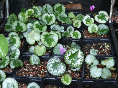 2022-09-04 Cyclamen purpurascens.jpg