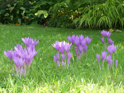 2022-09-04 Colchicum 'Nancy Lindsay'.jpg