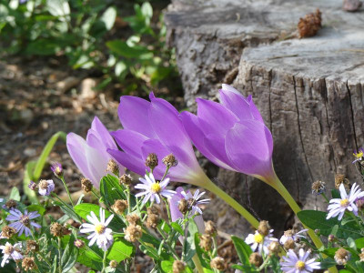 2022-09-04 Colchicum 'Artur Klark'.jpg