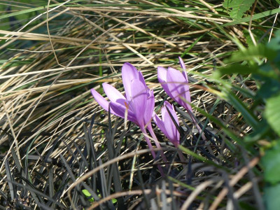 2022-09-04 Colchicum pannonicum 2.jpg