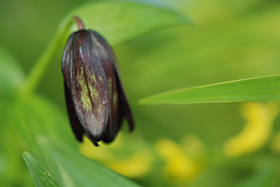 Frit-camschatcensis-Mai0508.jpg