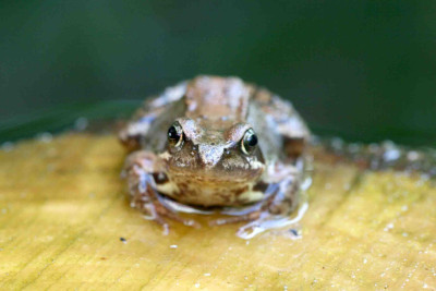 Frosch.jpg