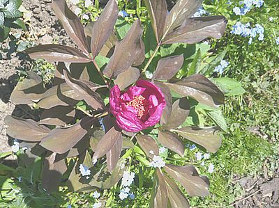 Paeonia_daurica_subsp._coriifolia_fars_2008.jpg