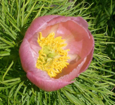 Paeonia_tenuifolia_rosea_2008-05-05_01.JPG