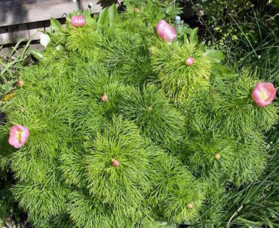 Paeonia_tenuifolia_rosea_2008-05-05_02.JPG