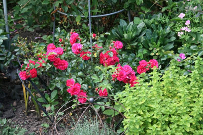 Rose Gärtnerfreude0722.JPG