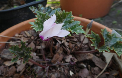 Cyclamen rohlfsianum 220906.jpg