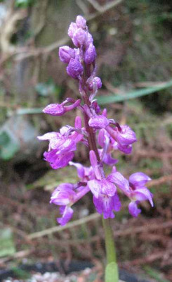 29.4.08._Orchis_mascula_.JPG