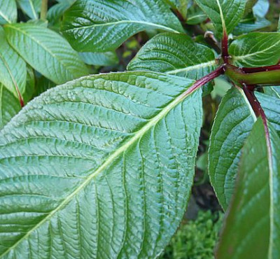 Salix_moupinensis_4_fars_2008.jpg