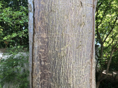 Aesculus_Rinde.jpg