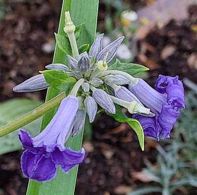 clamtis tuberosa cassandra.jpg