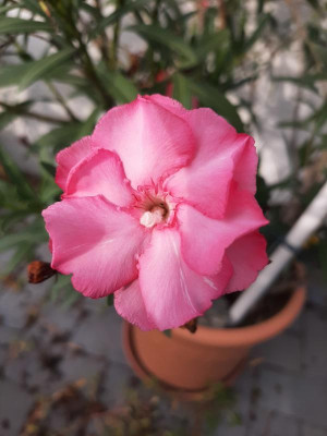 Oleander.jpg