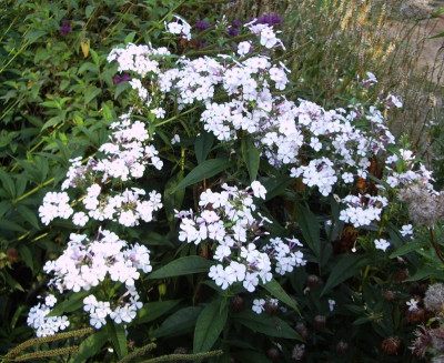Phlox Nirvana.jpg