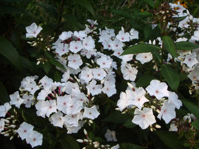 Phlox Popeye.jpg