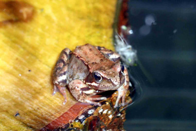 Frosch2.jpg