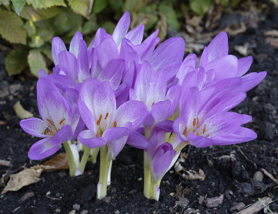 DSC_6102_DxO.jpg