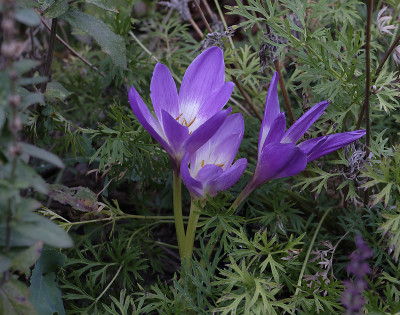 DSC_6100_DxO.jpg