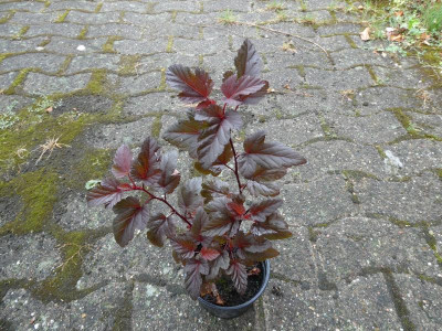 Physocarpus braunrot.JPG